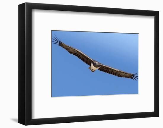 Etosha National Park, Namibia. Martial Eagle in Flight-Janet Muir-Framed Photographic Print