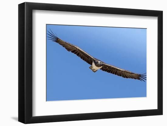 Etosha National Park, Namibia. Martial Eagle in Flight-Janet Muir-Framed Photographic Print
