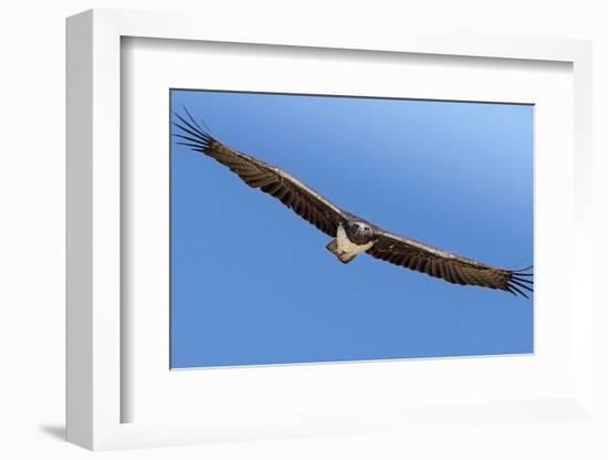 Etosha National Park, Namibia. Martial Eagle in Flight-Janet Muir-Framed Photographic Print