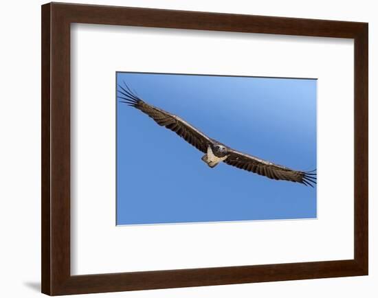 Etosha National Park, Namibia. Martial Eagle in Flight-Janet Muir-Framed Photographic Print