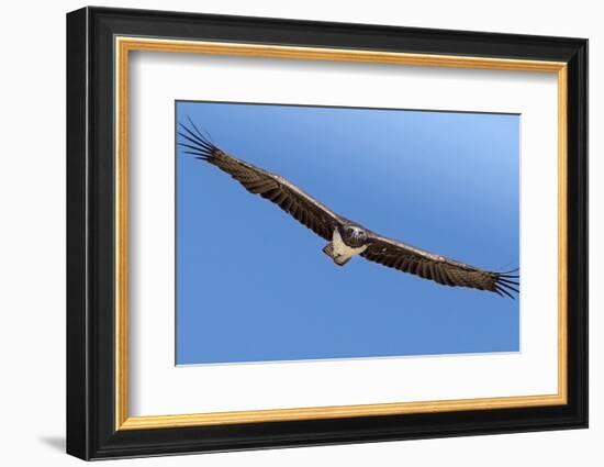 Etosha National Park, Namibia. Martial Eagle in Flight-Janet Muir-Framed Photographic Print