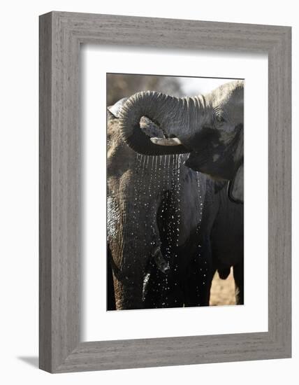 Etosha NP, Namibia, Africa. African Bush Elephant Drinking-Janet Muir-Framed Photographic Print