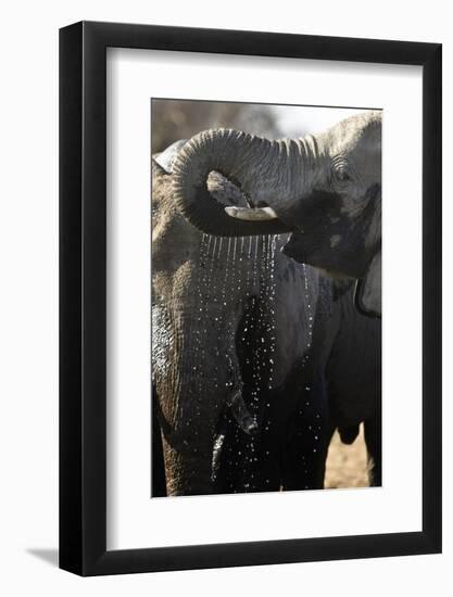 Etosha NP, Namibia, Africa. African Bush Elephant Drinking-Janet Muir-Framed Photographic Print