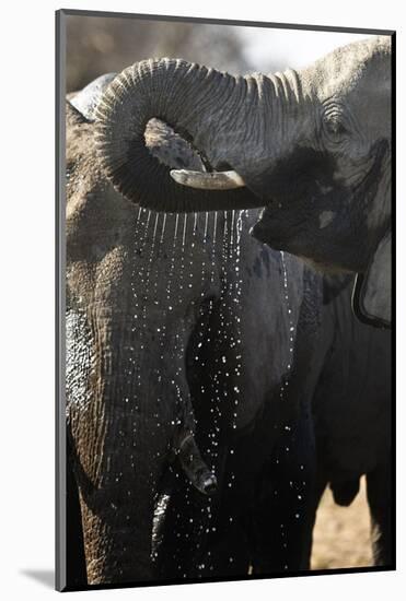 Etosha NP, Namibia, Africa. African Bush Elephant Drinking-Janet Muir-Mounted Photographic Print