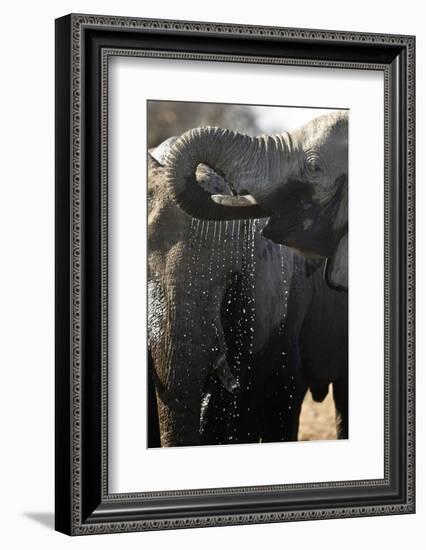 Etosha NP, Namibia, Africa. African Bush Elephant Drinking-Janet Muir-Framed Photographic Print