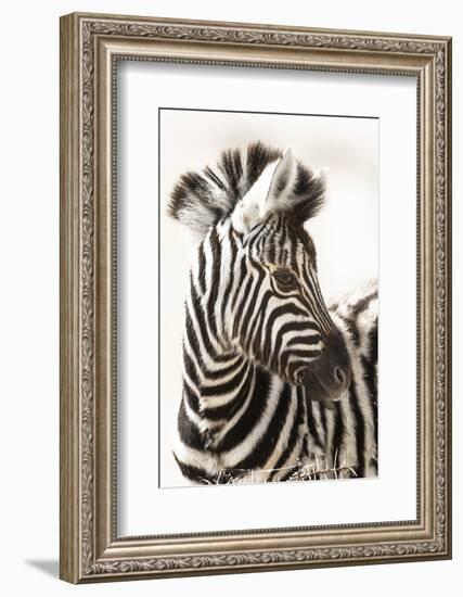 Etosha NP, Namibia, Africa. Close-up of a Young Mountain Zebra-Janet Muir-Framed Photographic Print