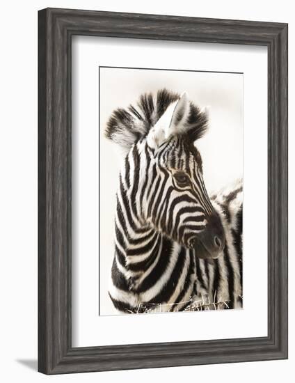 Etosha NP, Namibia, Africa. Close-up of a Young Mountain Zebra-Janet Muir-Framed Photographic Print