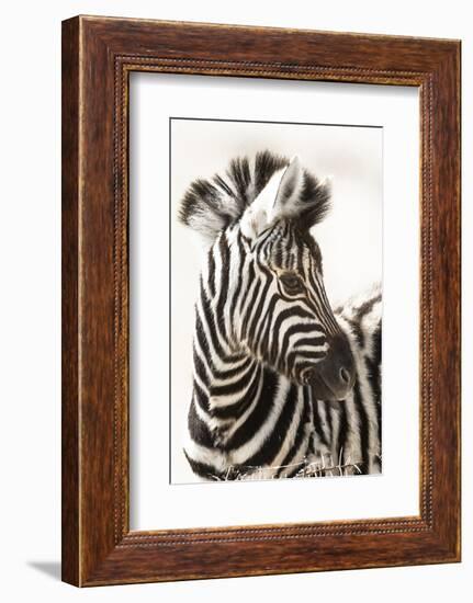 Etosha NP, Namibia, Africa. Close-up of a Young Mountain Zebra-Janet Muir-Framed Photographic Print