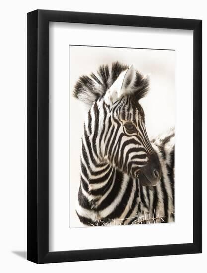 Etosha NP, Namibia, Africa. Close-up of a Young Mountain Zebra-Janet Muir-Framed Photographic Print