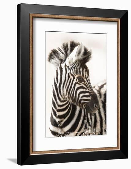 Etosha NP, Namibia, Africa. Close-up of a Young Mountain Zebra-Janet Muir-Framed Photographic Print