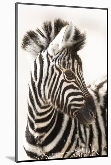 Etosha NP, Namibia, Africa. Close-up of a Young Mountain Zebra-Janet Muir-Mounted Photographic Print