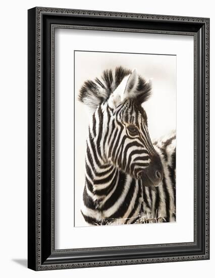 Etosha NP, Namibia, Africa. Close-up of a Young Mountain Zebra-Janet Muir-Framed Photographic Print