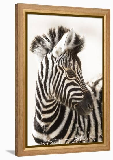 Etosha NP, Namibia, Africa. Close-up of a Young Mountain Zebra-Janet Muir-Framed Premier Image Canvas