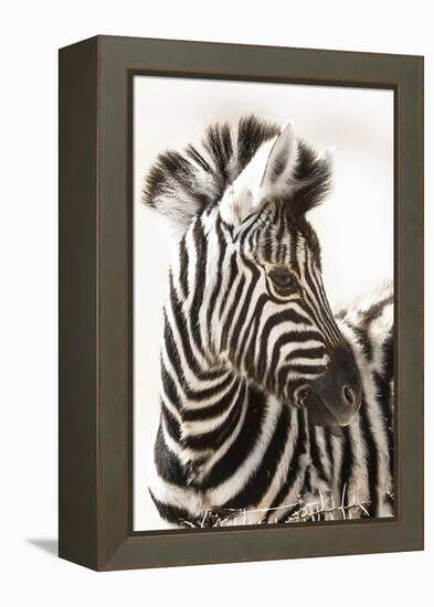 Etosha NP, Namibia, Africa. Close-up of a Young Mountain Zebra-Janet Muir-Framed Premier Image Canvas