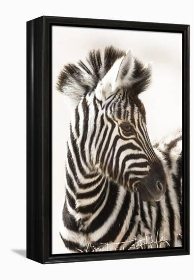 Etosha NP, Namibia, Africa. Close-up of a Young Mountain Zebra-Janet Muir-Framed Premier Image Canvas