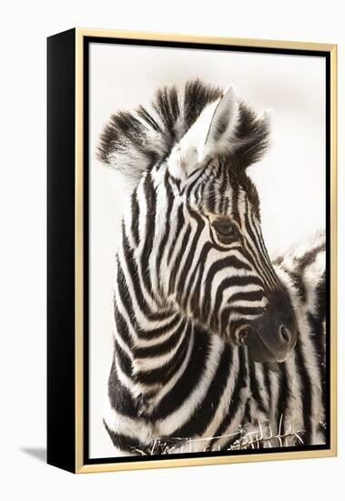 Etosha NP, Namibia, Africa. Close-up of a Young Mountain Zebra-Janet Muir-Framed Premier Image Canvas