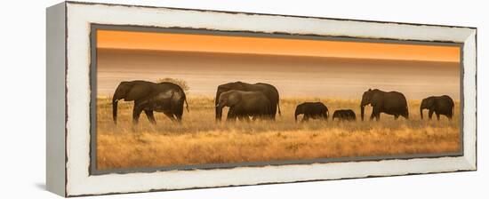 Etosha NP, Namibia, Africa. Elephants Walk in a Line at Sunset-Janet Muir-Framed Premier Image Canvas