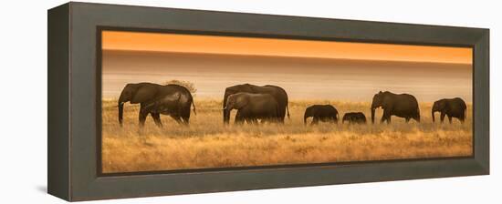 Etosha NP, Namibia, Africa. Elephants Walk in a Line at Sunset-Janet Muir-Framed Premier Image Canvas