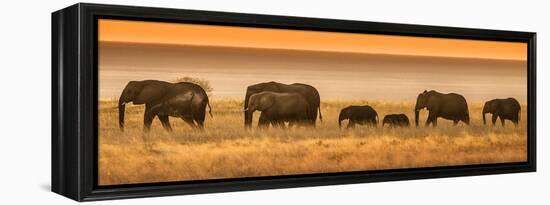 Etosha NP, Namibia, Africa. Elephants Walk in a Line at Sunset-Janet Muir-Framed Premier Image Canvas