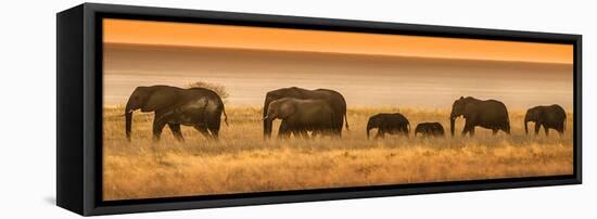 Etosha NP, Namibia, Africa. Elephants Walk in a Line at Sunset-Janet Muir-Framed Premier Image Canvas