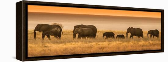 Etosha NP, Namibia, Africa. Elephants Walk in a Line at Sunset-Janet Muir-Framed Premier Image Canvas