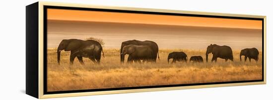 Etosha NP, Namibia, Africa. Elephants Walk in a Line at Sunset-Janet Muir-Framed Premier Image Canvas