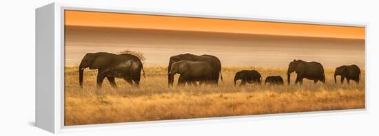 Etosha NP, Namibia, Africa. Elephants Walk in a Line at Sunset-Janet Muir-Framed Premier Image Canvas