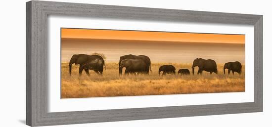Etosha NP, Namibia, Africa. Elephants Walk in a Line at Sunset-Janet Muir-Framed Photographic Print
