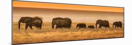 Etosha NP, Namibia, Africa. Elephants Walk in a Line at Sunset-Janet Muir-Mounted Photographic Print