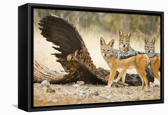 Etosha NP, Namibia. Black-Backed Jackals by a Giraffe Carcass-Janet Muir-Framed Premier Image Canvas