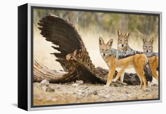 Etosha NP, Namibia. Black-Backed Jackals by a Giraffe Carcass-Janet Muir-Framed Premier Image Canvas