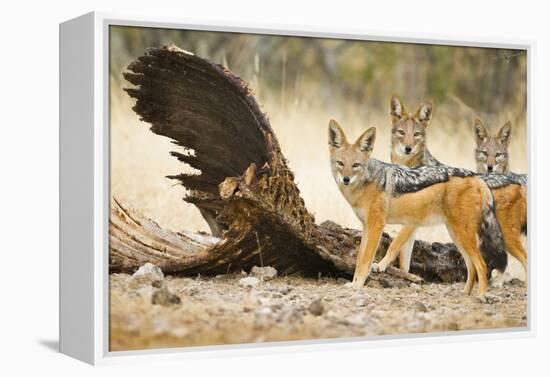 Etosha NP, Namibia. Black-Backed Jackals by a Giraffe Carcass-Janet Muir-Framed Premier Image Canvas