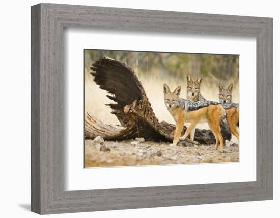 Etosha NP, Namibia. Black-Backed Jackals by a Giraffe Carcass-Janet Muir-Framed Photographic Print