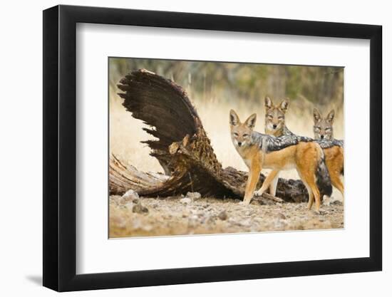 Etosha NP, Namibia. Black-Backed Jackals by a Giraffe Carcass-Janet Muir-Framed Photographic Print