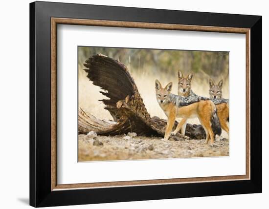 Etosha NP, Namibia. Black-Backed Jackals by a Giraffe Carcass-Janet Muir-Framed Photographic Print