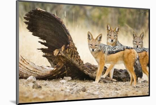 Etosha NP, Namibia. Black-Backed Jackals by a Giraffe Carcass-Janet Muir-Mounted Photographic Print