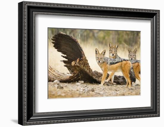 Etosha NP, Namibia. Black-Backed Jackals by a Giraffe Carcass-Janet Muir-Framed Photographic Print