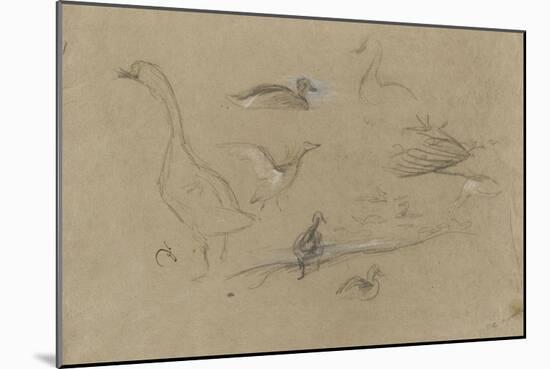 Etude d'oies et de canards-Pieter Boel-Mounted Giclee Print
