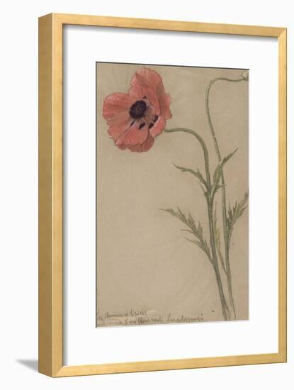 Etude d'un coquelicot-Théophile Alexandre Steinlen-Framed Giclee Print