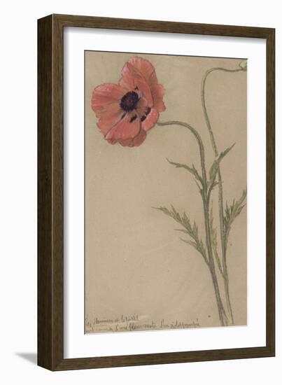 Etude d'un coquelicot-Théophile Alexandre Steinlen-Framed Giclee Print