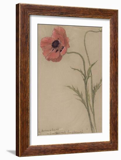 Etude d'un coquelicot-Théophile Alexandre Steinlen-Framed Giclee Print