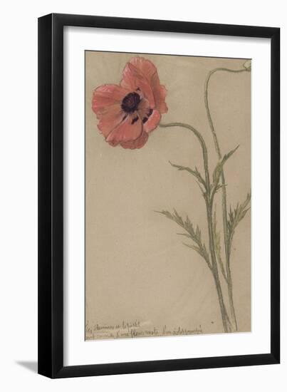 Etude d'un coquelicot-Théophile Alexandre Steinlen-Framed Giclee Print