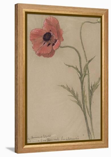 Etude d'un coquelicot-Théophile Alexandre Steinlen-Framed Premier Image Canvas