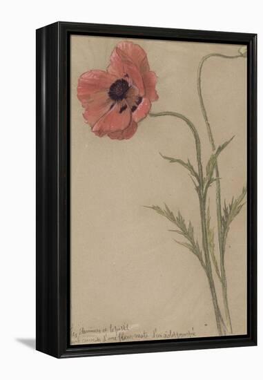 Etude d'un coquelicot-Théophile Alexandre Steinlen-Framed Premier Image Canvas