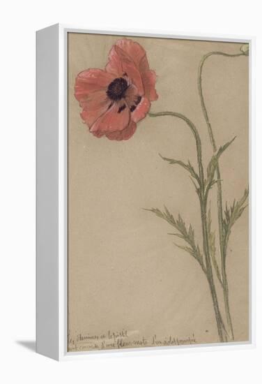 Etude d'un coquelicot-Théophile Alexandre Steinlen-Framed Premier Image Canvas