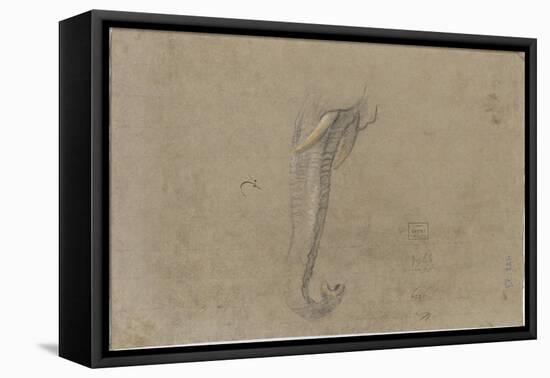 Etude d'une trompe d'éléphant-Pieter Boel-Framed Premier Image Canvas