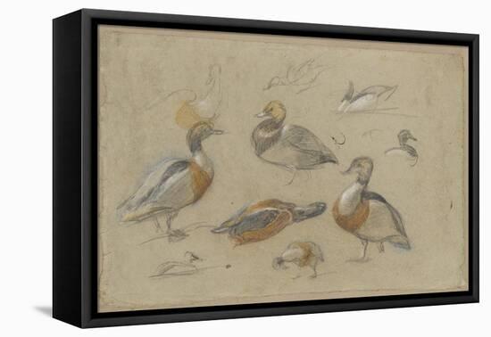 Etude de canards et tête de sarcelle-Pieter Boel-Framed Premier Image Canvas