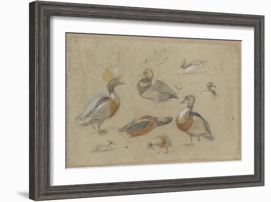 Etude de canards et tête de sarcelle-Pieter Boel-Framed Giclee Print