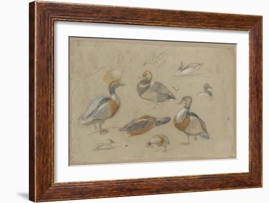 Etude de canards et tête de sarcelle-Pieter Boel-Framed Giclee Print