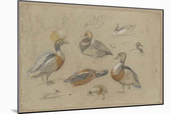 Etude de canards et tête de sarcelle-Pieter Boel-Mounted Giclee Print